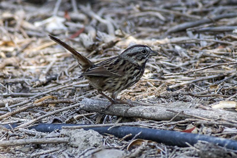 Song Sparrow