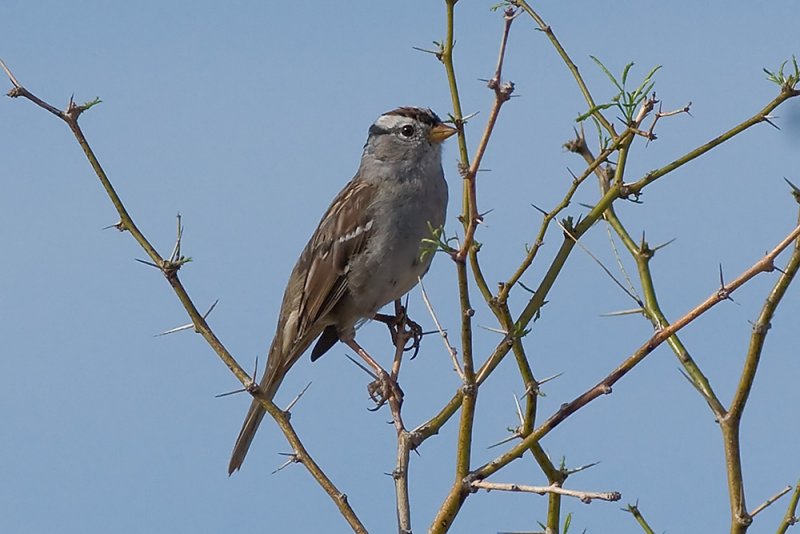 White-crowned Sparrow