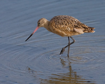 Marbled Godwit