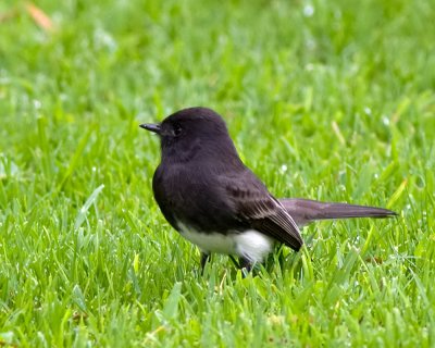 Black Phoebe