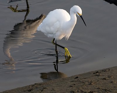 Snowy Egret