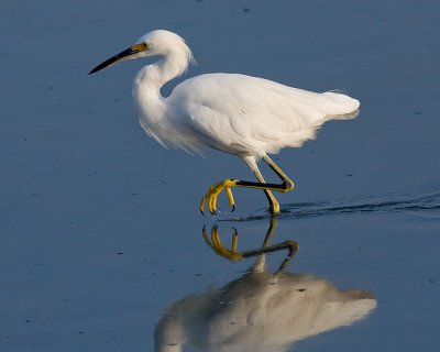Snowy Egret