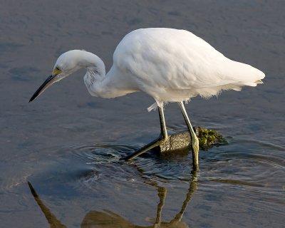 Snowy Egret