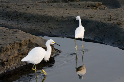 Snowy Egret