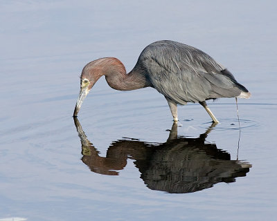 Little Blue Heron