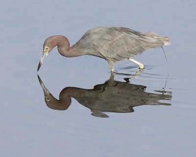 Little Blue Heron