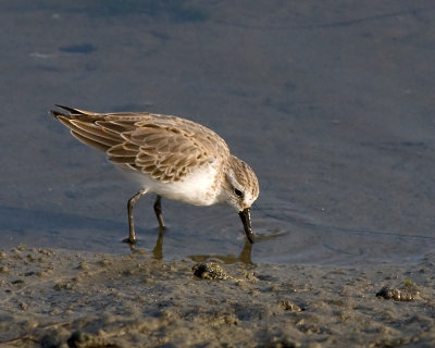 Western Sandpiper