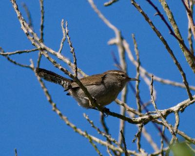 Beewick's Wren