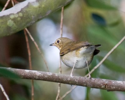 Swainson's Thrush