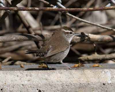 Bewick's Wren