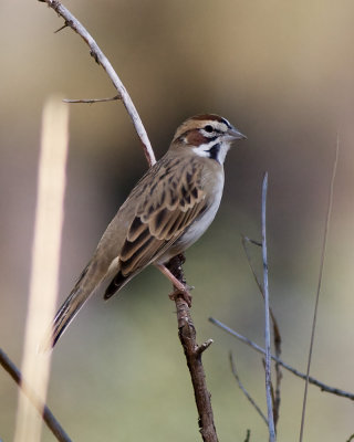 American Lark Sparrow