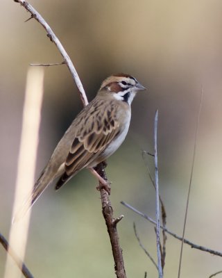 American Lark Sparrow