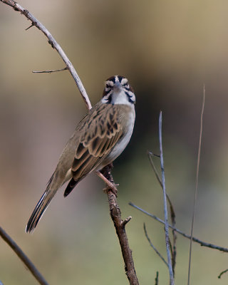 American Lark Sparrow