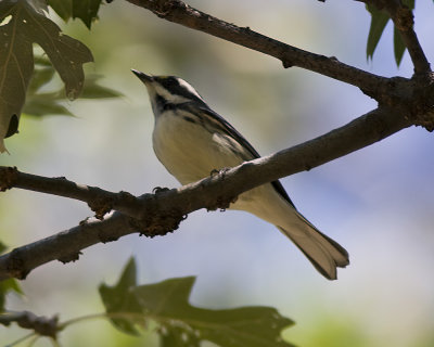 Black-throated Gray Warblers