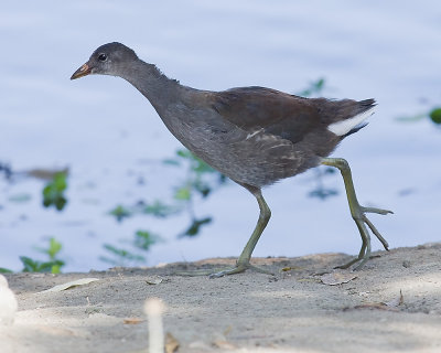 Common Moorhen - juvenile