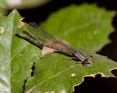 California Dancer (Argia agrioides)
