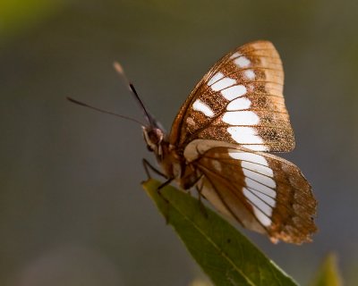 Lorquin's Admiral (Limenitis lorquini)