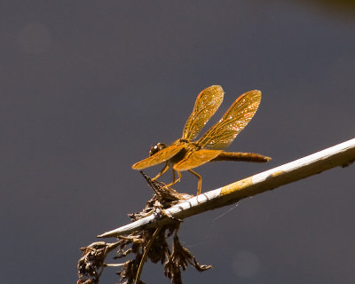 Mexican Amberwing  (Perithemis intensa) 