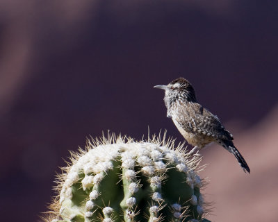 Cactus Wren