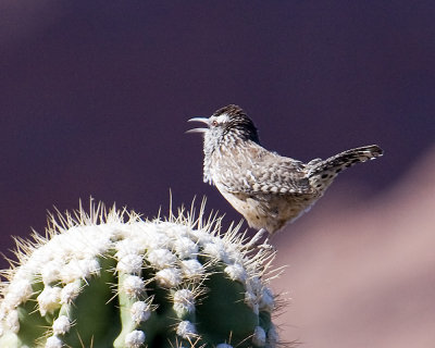 Cactus Wren