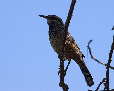 Cactus Wren