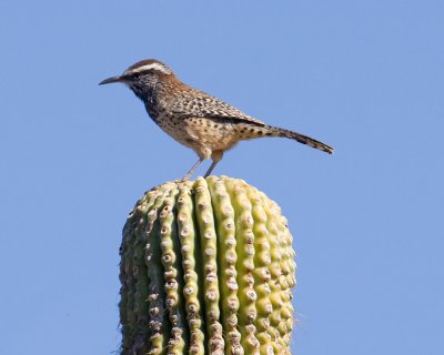 Cactus Wren