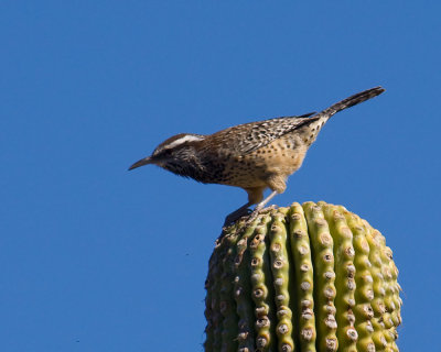 Cactus Wren