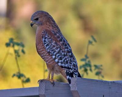 Red Shouldered Hawk