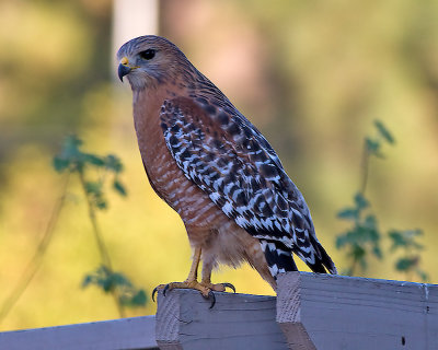 Red Shouldered Hawk