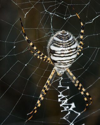 Banded Argiope (Argiope trifasciata)