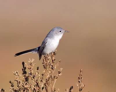 Blue-gray Gnatcatcher