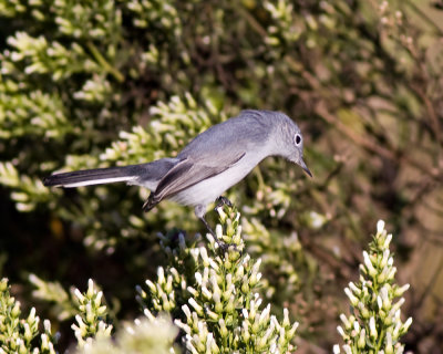 Blue-gray Gnatcatcher