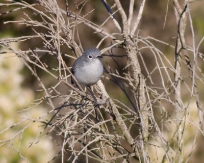 Blue-gray Gnatcatcher