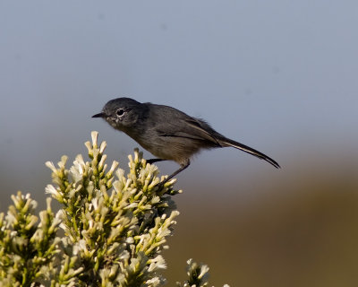 Blue-gray Gnatcatcher