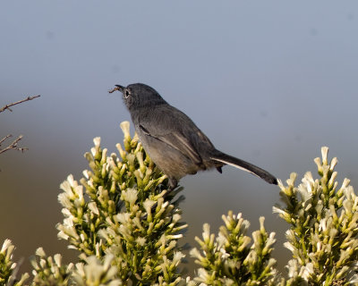 Blue-gray Gnatcatcher