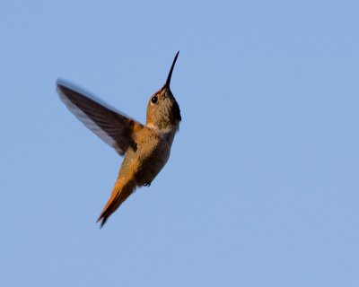 Rufous Hummingbird