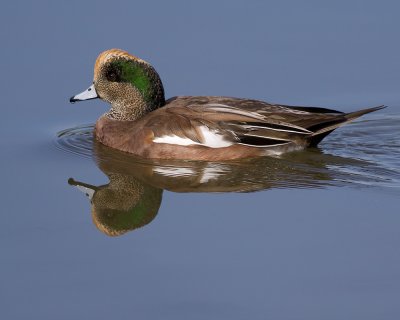 American Wigeon
