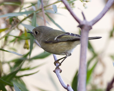 Ruby-crowned Kinglet