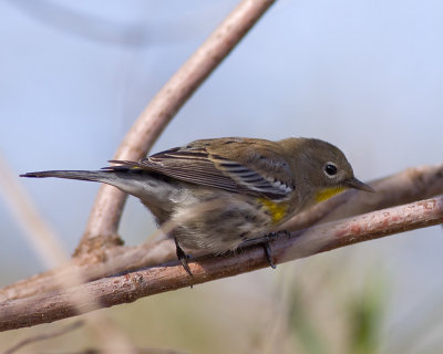 Yellow-rumped Warbler Audobon's Warbler