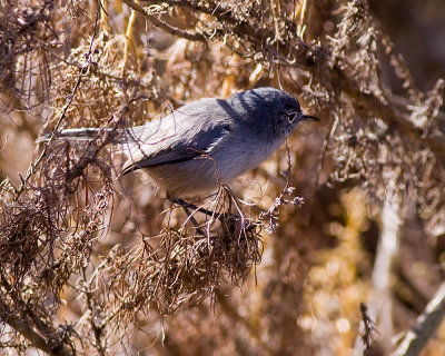 Blue-gray Gnatcatcher