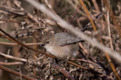 Bushtit