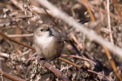 Bushtit