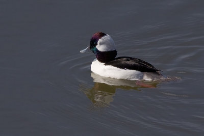 Bufflehead - male