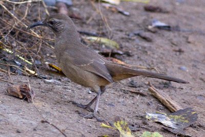 California Thrasher