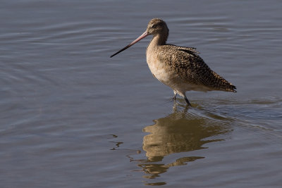 Marbled Godwit