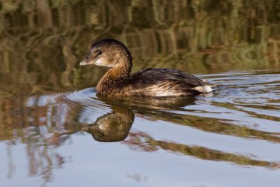 Pied-billed Grebe