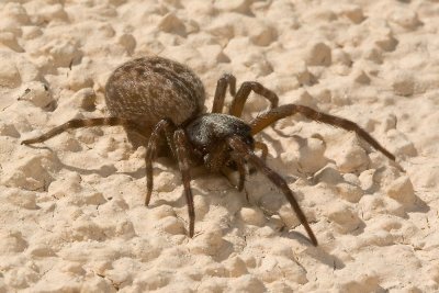 Hacklemesh Weaver (Metaltella simoni)