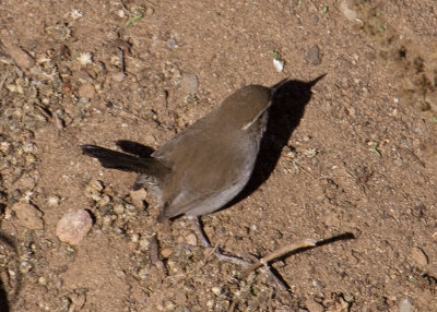 Bewick's Wren