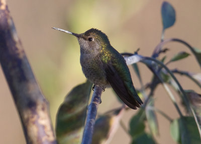 Costa's Hummingbird