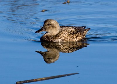 Gadwall